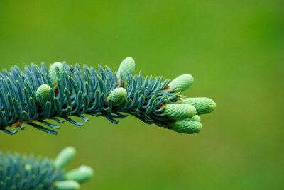 Abies procera, nobilis 'Argentea' - jedle vznešená, stříbrná - jehlice jaro